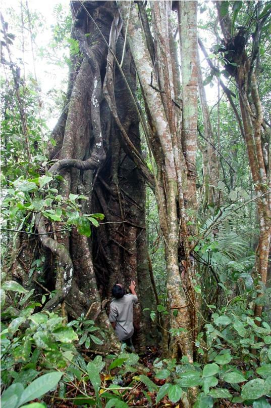 Menjangan Hill Hotel Banyuwedang Buitenkant foto